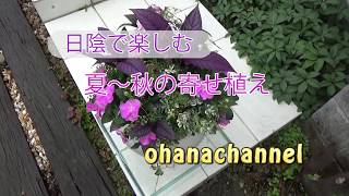 日陰で楽しむ　夏～秋の寄せ植え