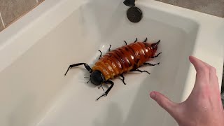 why did i touch this BUG...