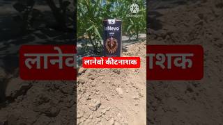 Dhanuka Lanevo कटनशक Thrips, Whitefly और Fruit Borer क दमदर इलज कसन जरर दख