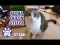 Alpha queen stella happy 2nd birt.ay to the lucky 7  s7 e25  lucky ferals cat vlog  cats