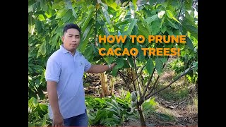 How to Prune Cacao Trees!