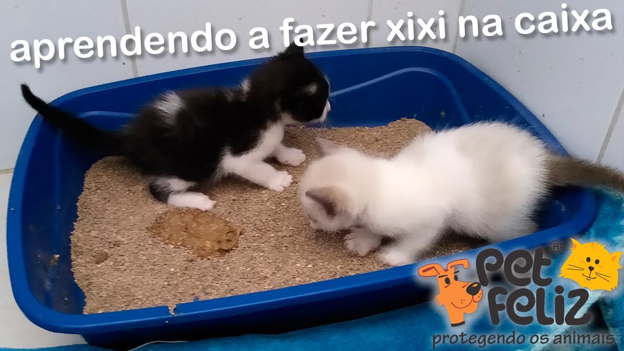 Como ensinar gato filhote a usar caixa de areia