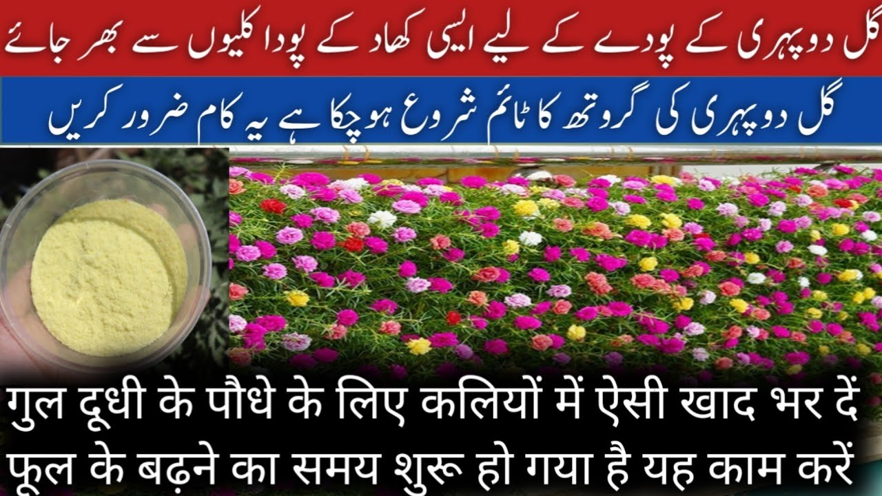 more-flowers-on-portulaca-best-fertilizer-for-moss-rose-portulaca-9-o