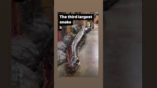 The third largest snake 🐍 #youtubeshorts #india #trending #fact #smartereveryday #facttechz #facts