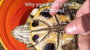 3 reasons your red ear slider turtle