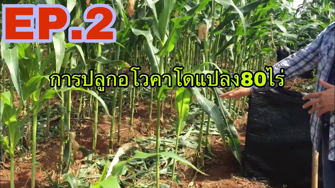 การปลูกอาโวคาโดสวนวังพลากร 2