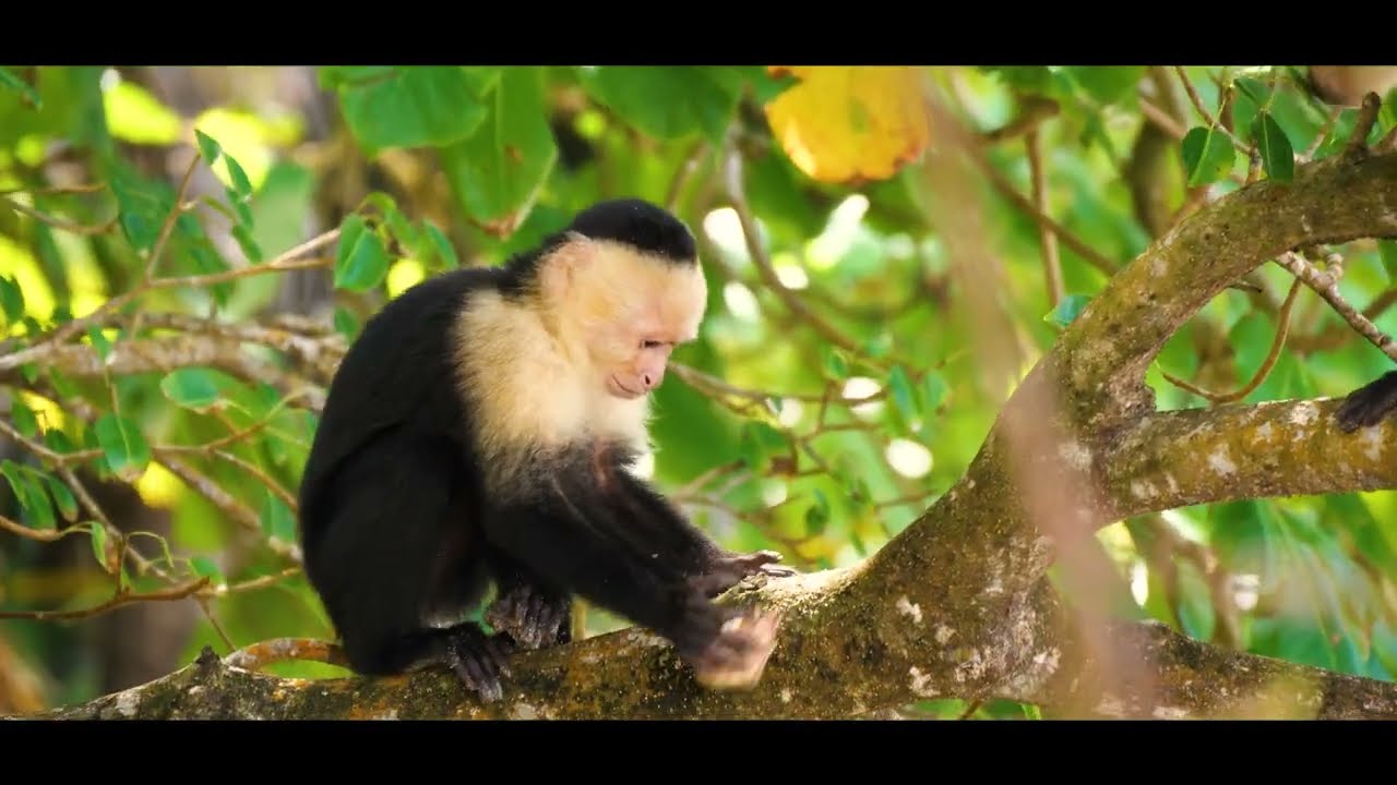जंगल में बंदरों की जिंदगी | Monkey Life in Jungle | Cute Monkey Family Adventure Video | Mitansh