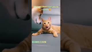 КОГДА КОТА ВОСПИТЫВАЛА СОБАКА 🙀 WHEN THE CAT WAS RAISED BY A DOG 🙀