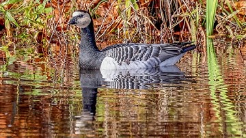 Wrong Destination! Pretty Barnacle Goose Barking in the "Schwenninger Moos"