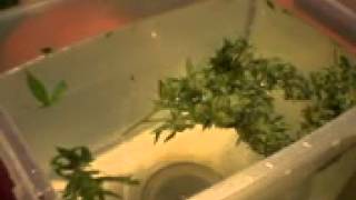 Green Thumb Girls; Wash Your Weed - Good For PM & More