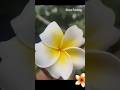 Stone Painting Reveal | Plumeria flower painting #transitionvideo #artreveal #pebbleart #acrylic