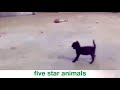 Funny cats(funny cat video)