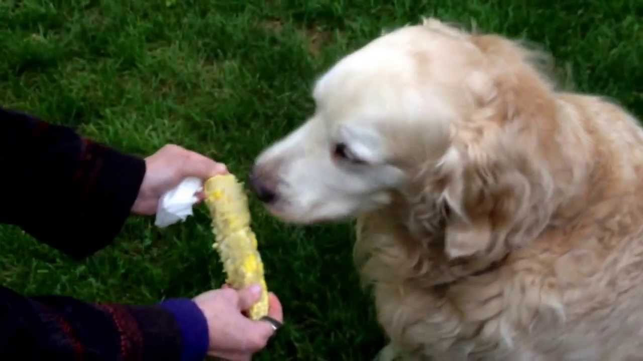 Dog eating corn YouTube