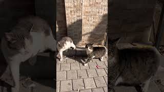 Oraya Basma Dediğimde Donup Kaldılar Şapşikler Şfet