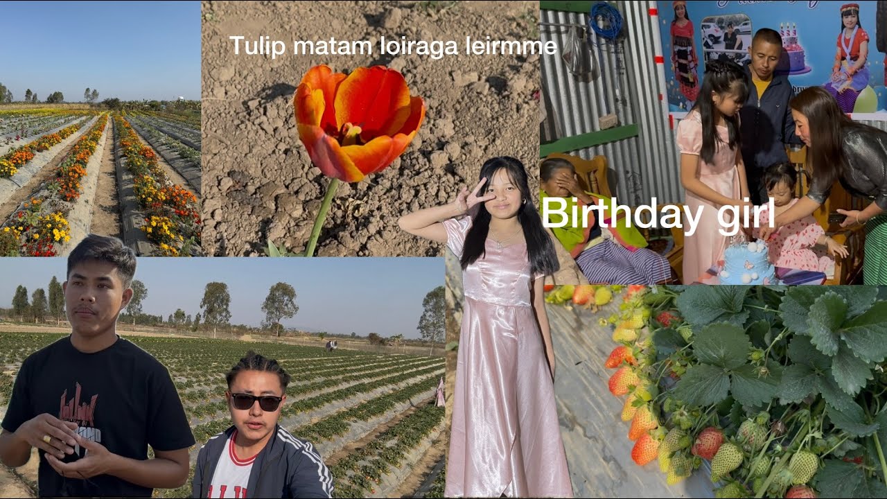 Tulip matam loiraga leiramme || Strawberry di yam munhwrabane||