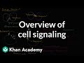 Overview of cell signaling