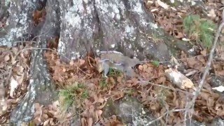 30 Yard Squirrel Kill With Compound Bow