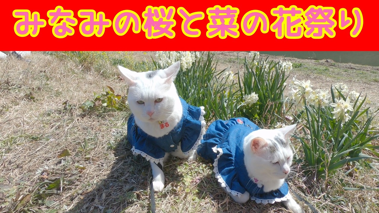 【猫散歩】みなみのの桜と菜の花祭りで散歩！