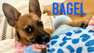 Bagel needs lots of toys and YOU!