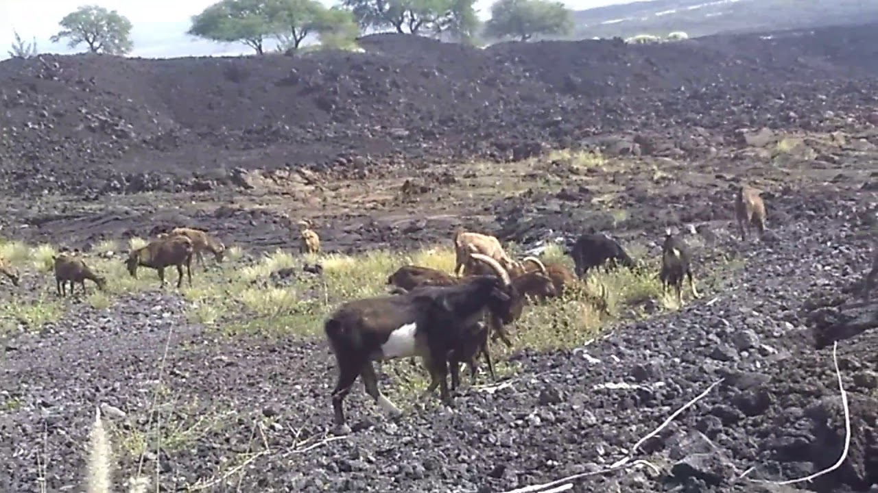 WAIKOLOA HAWAII WILD GOATS YouTube