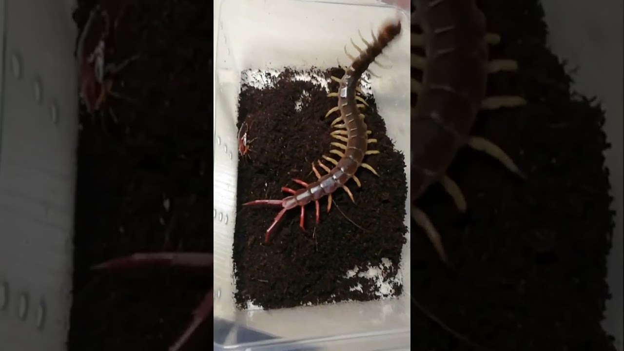 SCORPION vs TARANTULA SPIDER FIGHTING FOR PREY, who will win Insect Stories 25