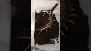 SCORPION vs TARANTULA SPIDER FIGHTING FOR PREY, who will win Insect Stories 25