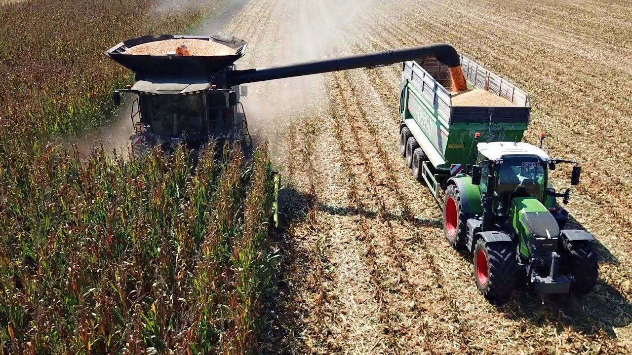 Fendt Ideal 8T | Olimac Drago GT 10 file | Trebbiatura mais 2025 | Sandrini