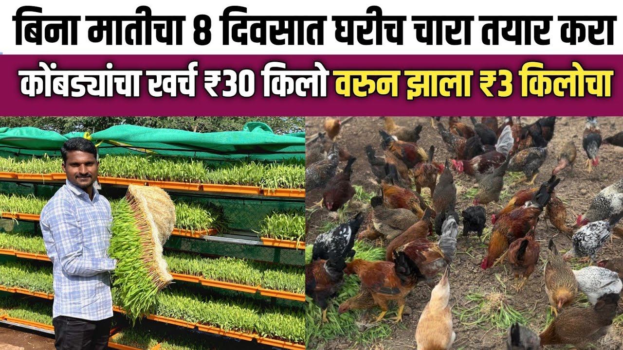 बिना मातीचा कमी खर्चातील घरी बनणारा चारा | 📞+91 8459813508 | Hydroponics chara   
