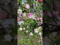 Oldhindisongsbollywoodsongs pinkflowers rosepink beautiful