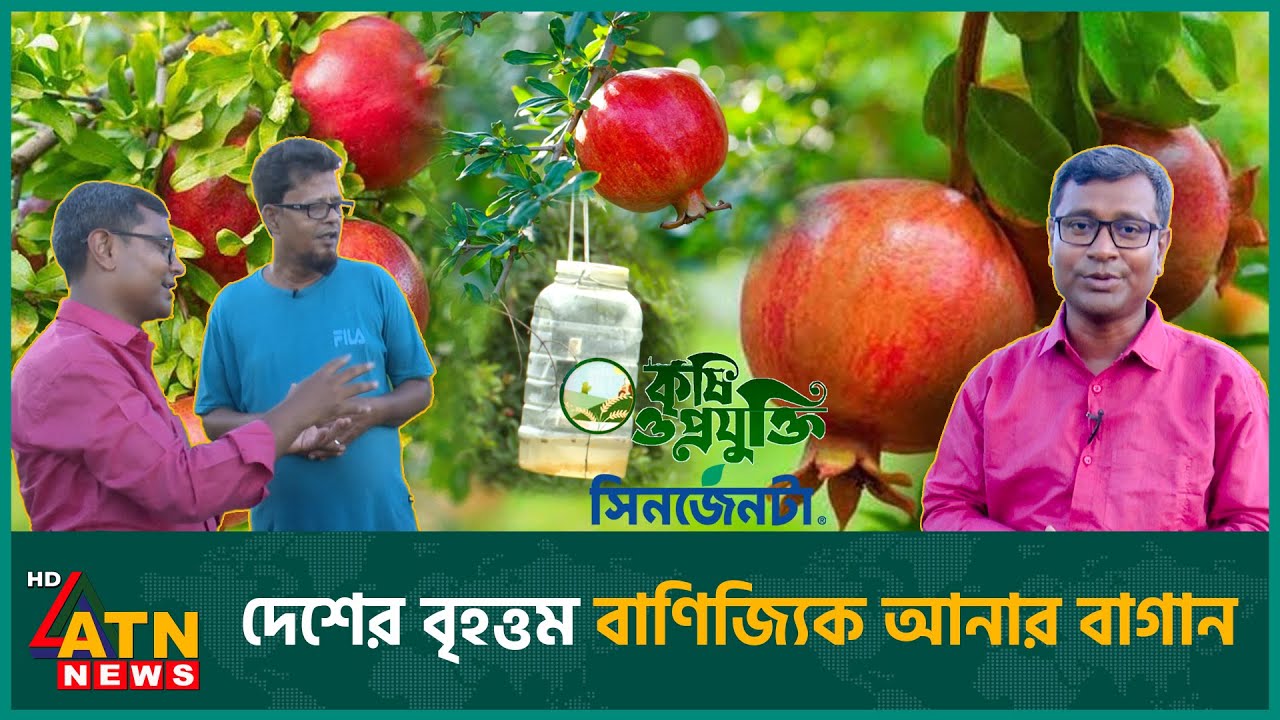 দেশের বৃহত্তম বাণিজ্যিক আনার বাগান | Krishi O Projukti | Pomegranate Cultivation | Agriculture