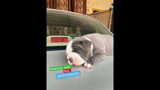 Pet Zone White American Bully Male Puppy For Sale 8920196052