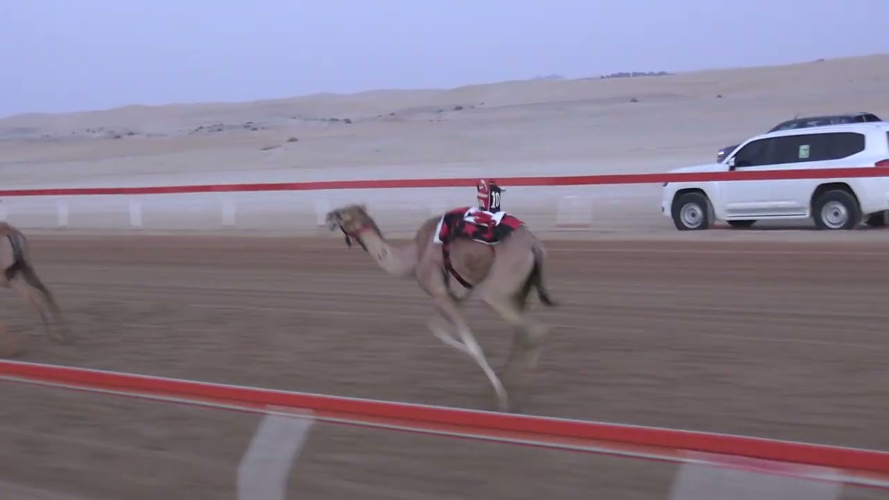 الشوط 1♡:  ( منحاف  )  للسيد: حمود بخيت بالعريض المنصوري توقيت 7.48.50
