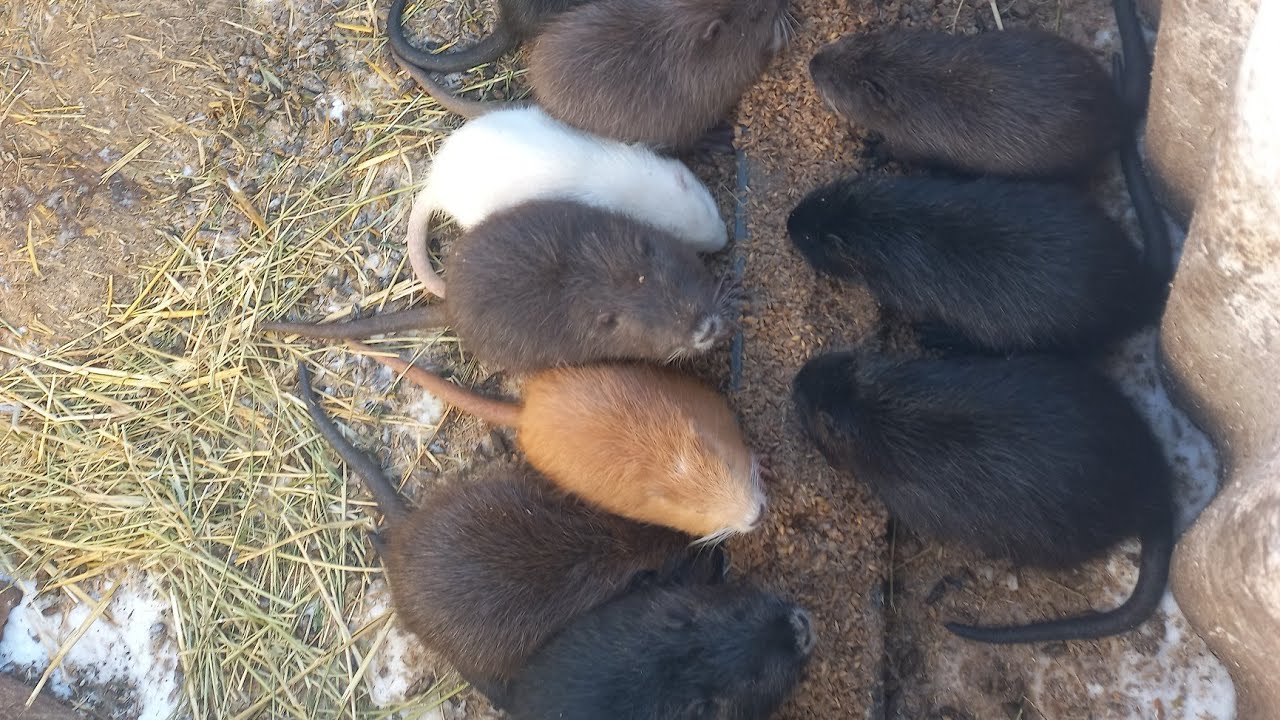 Нутрії.  Лютий 2026. По зимовому 