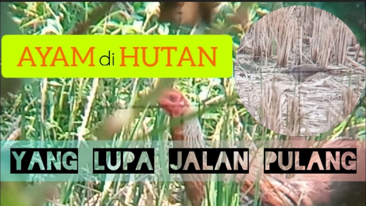 Hunting spotted doves and wild chickens in a forest where I forgot the way home