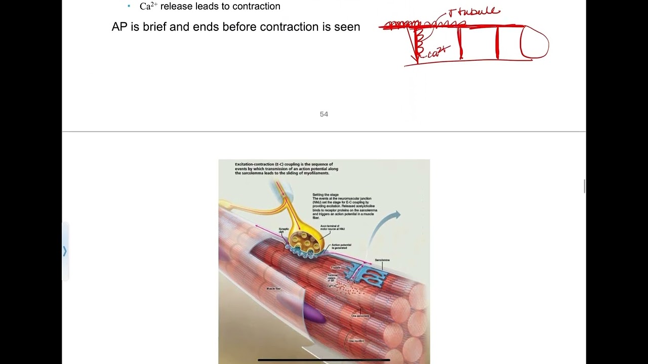 9.4 - Excitation-Contraction Coupling