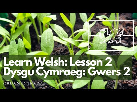 Learn Welsh in the garden lesson 2: Sowing Seeds / Dysgu Cymraeg yn yr ardd gwers 2: Hau Hadau