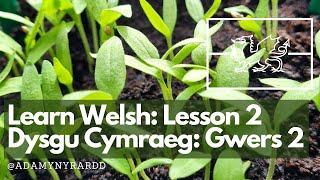 Learn Welsh in the garden lesson 2: Sowing Seeds / Dysgu Cymraeg yn yr ardd gwers 2: Hau Hadau