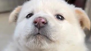 나 바보 아니다