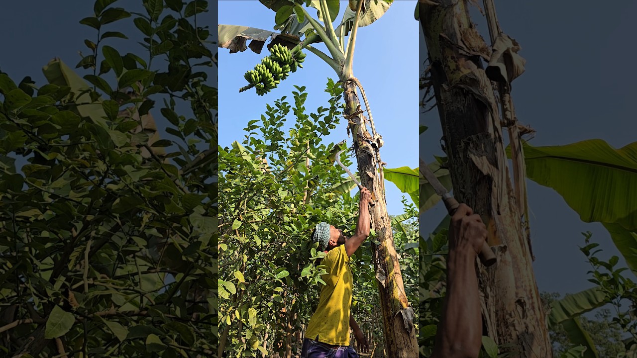 How to harvesting are banana🍌😱Ep-2380 