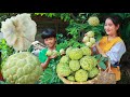Sugar apple harvesting with my brother | Have you ever try sugar apple like this | Sweet sop eating