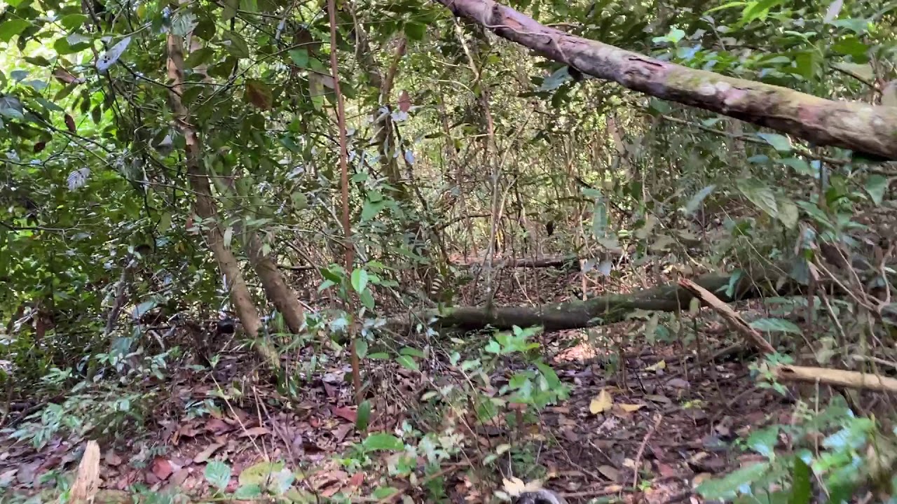 Keppel Hill Forest YouTube