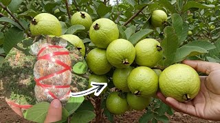 How to Grow Guava: A Step-by-Step Guide for Healthy Trees | Guava Farming
