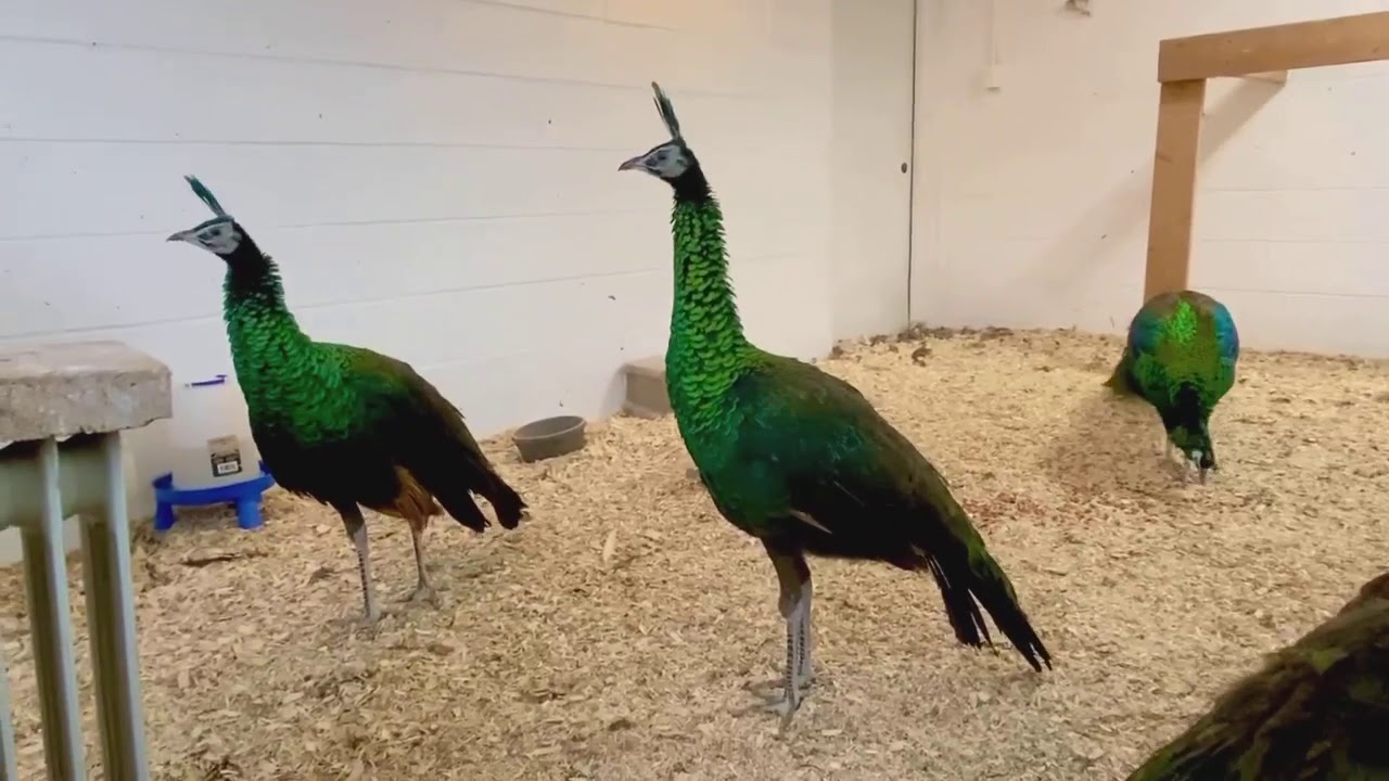 Field Guide to Spanish Peacock Spindles – The Peahen's Pod