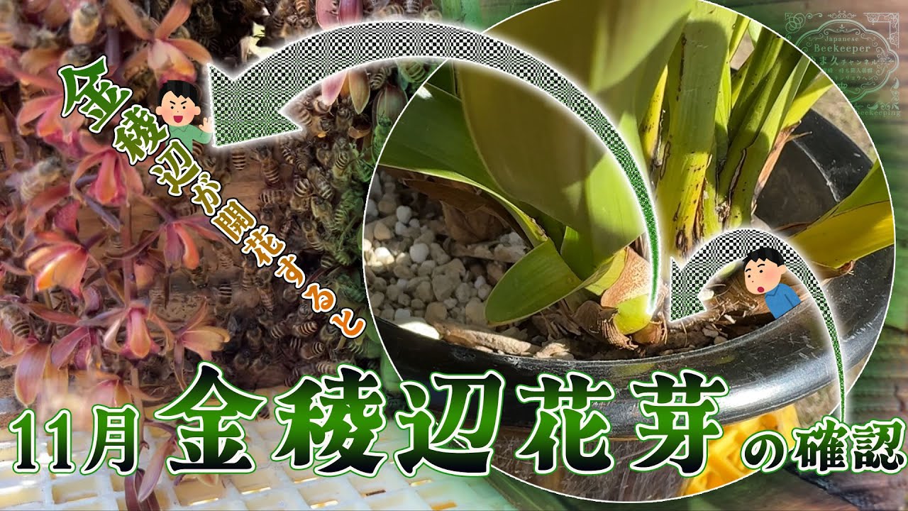 キンリョウヘンは二ホンミツバチ分蜂群を強く誘引する・11月花芽の確認・金稜辺のバルブ（偽球茎）を覆っている皮は...