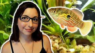 American Flagfish Care Guide 🐟 Basic Care For the American Flagfish screenshot 1