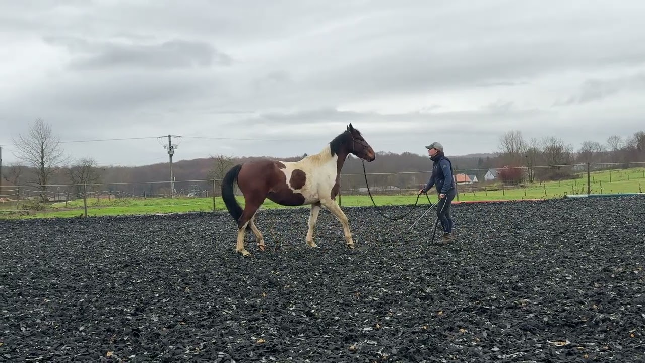 2025-11-30 Milka Valdieu etho, pré débourrage