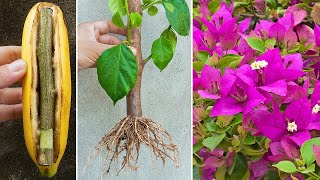 How to propagate bougainvillea branches in bananas, unexpected results & cheap