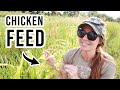 Grow These 5 Crops For FREE Chicken Feed | Self Sufficient Livestock Grain