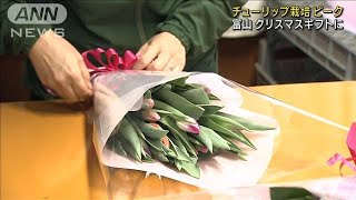 チューリップ栽培ピーク　クリスマスギフトに　富山(2021年12月11日)