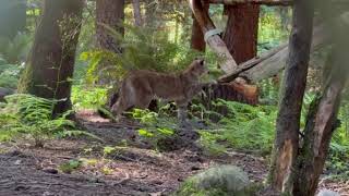Rescued cougar cubs make debut